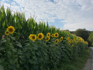 Sonnenblumen